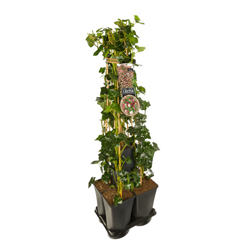 Hedera-Kamperfoelie mix haag 1 meter (Serotina) -