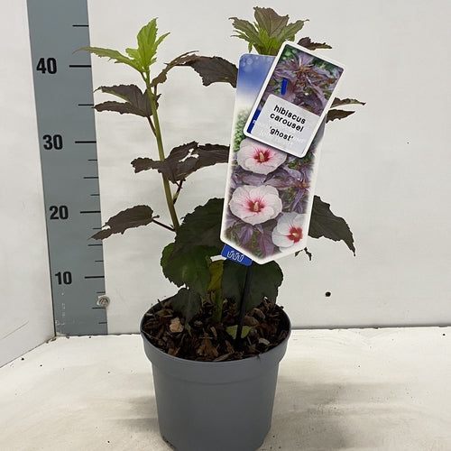 Altheastruik (Hibiscus Carousel Ghost ) - Hibiscus