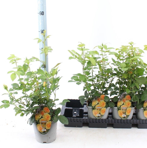 Bodembedekende roos (Rosa Midnight Romanza ®) - Rozen