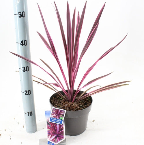 Cordyline (Cordyline australis 'Paso Doble' ) - Exotische planten