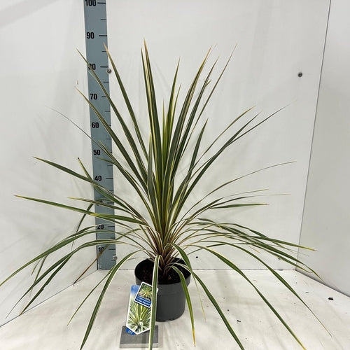 Cordyline (Cordyline australis 'Torbay Dazzler') - Exotische planten