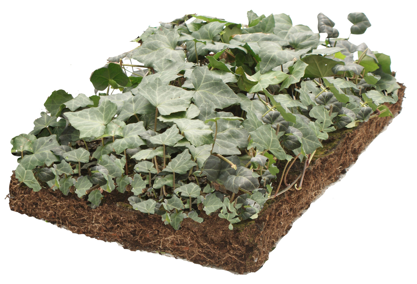 Bodembedekker Hedera - Plantenmat (57x38cm) -