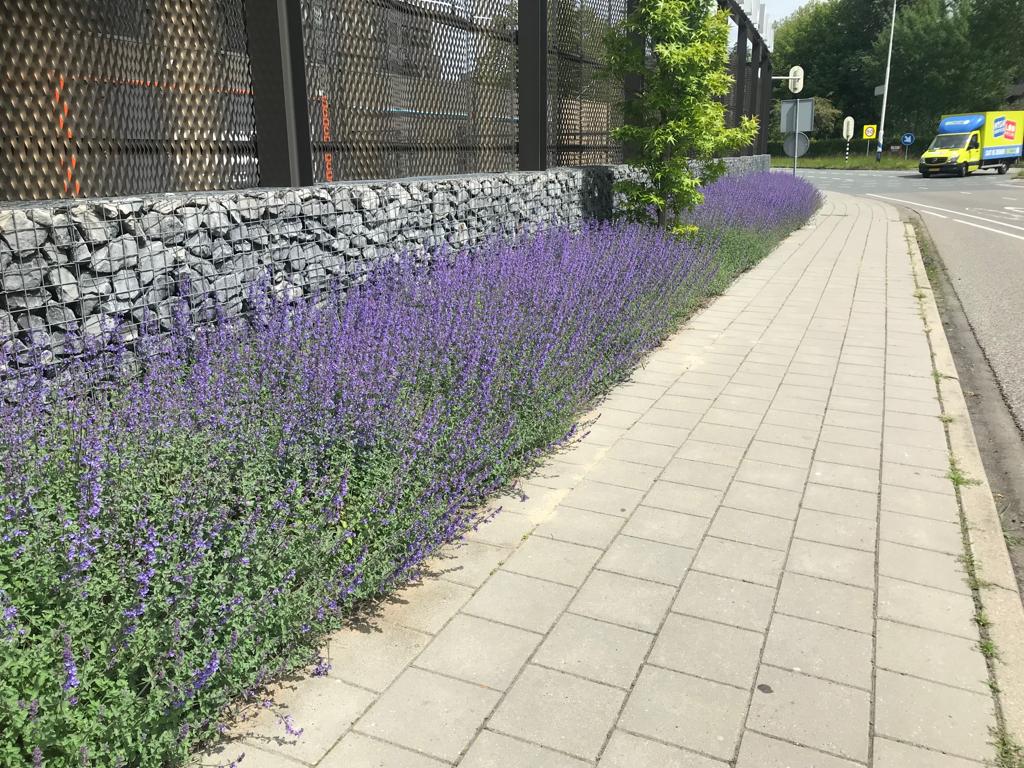 Bodembedekker Nepeta - Plantenmat (57x38cm) -