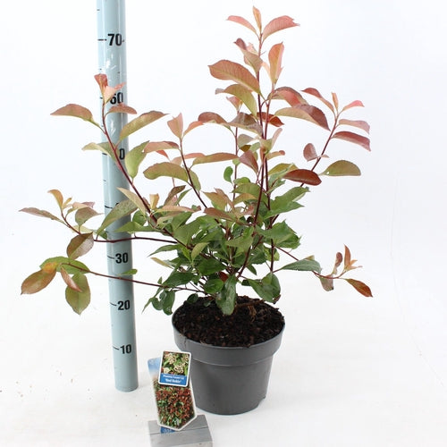 Glansmispel (Photinia fraseri ‘Red Robin’) - Heesters