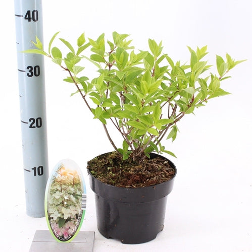 Hortensia (Hydrangea paniculata Confetti) - Hortensia