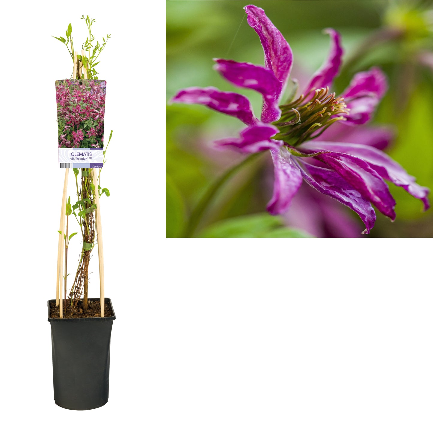 Klimplant Clematis vit. 'Rosalyn' PBR (Bosrank) -