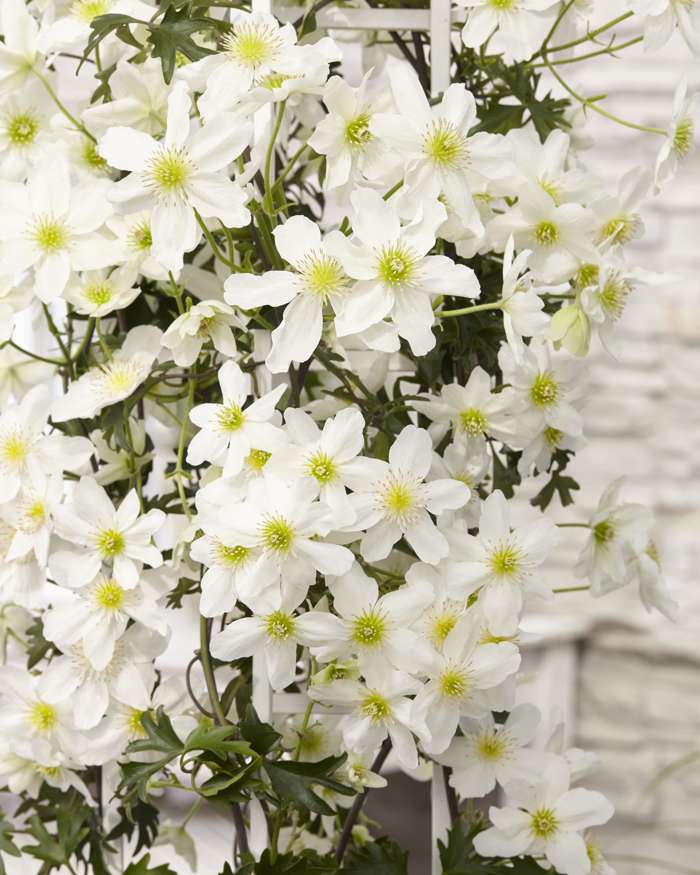 Klimplant Clematis cartm. Avalanche (Bosrank) -