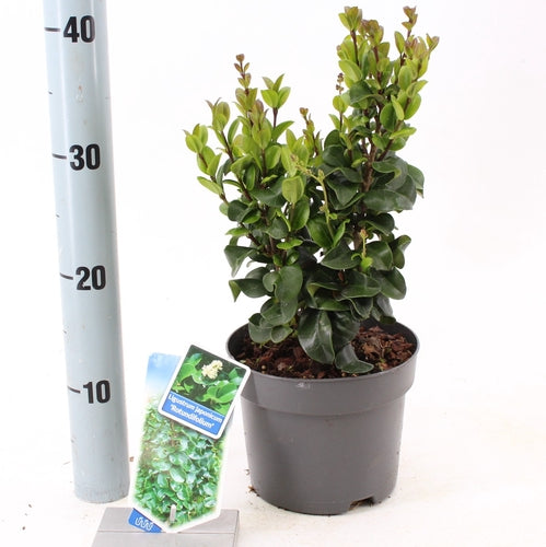 Liguster (Ligustrum jap. ‘Rotundifolium’) - Groenblijvende struiken