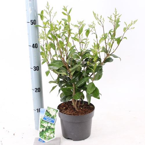 Liguster (Ligustrum jap. 'Texanum') - Groenblijvende struiken