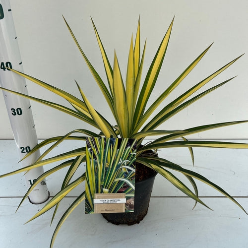 Palmlelie (Yucca filamentosa 'Color Guard') - Exotische planten