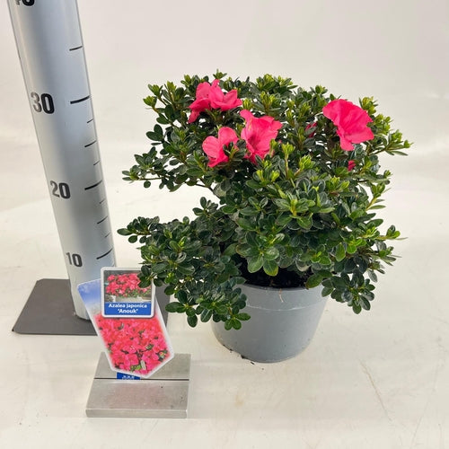 Rhododendron (Rhododendron (AJ) 'Anouk' ) - Rhododendron