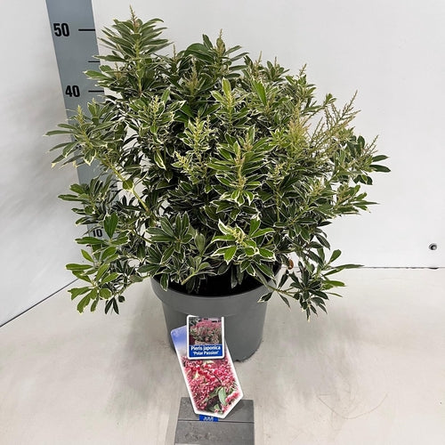 Rotsheide (Pieris jap. Polar Passion) - Heesters