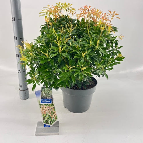 Rotsheide (Pieris jap. 'Rosalinda') - Heesters