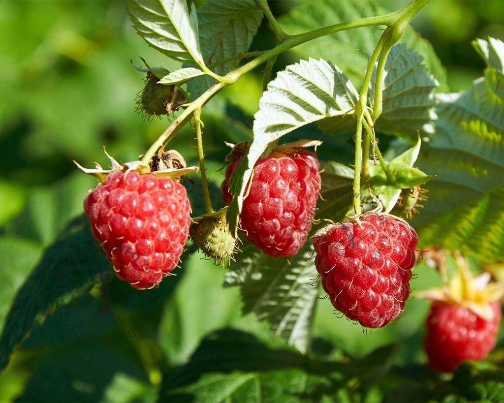 Klimplant Rubus idaeus 'Zefa Herbsternte' (Rode framboos) -