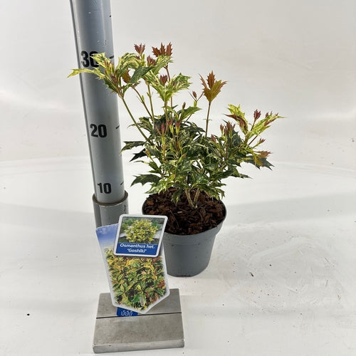 Osmanthus 'Goshiki' (Hommage des pierres)