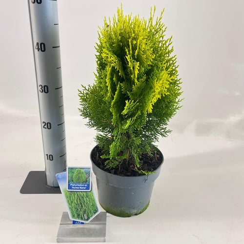Thuja (Thuja occidentalis ‘Aurea Nana’ (Platycladus)) - Coniferen