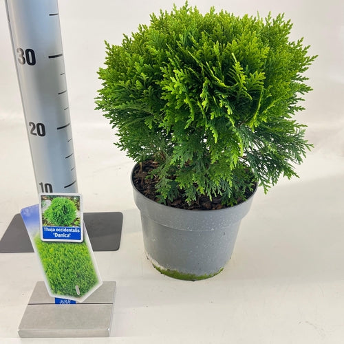 Thuja (Thuja occidentalis ‘Danica’ ) - Coniferen