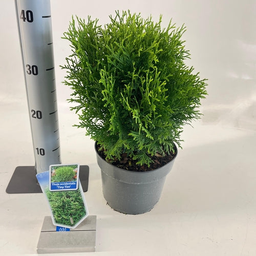 Thuja (Thuja occidentalis 'Tiny Tim') - Coniferen