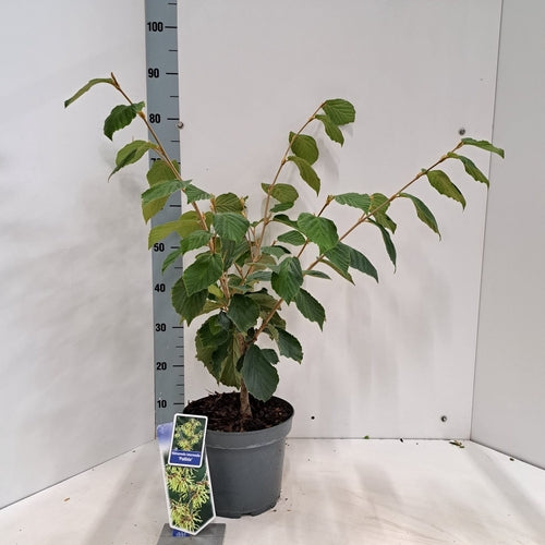 Toverhazelaar (Hamamelis intermedia 'Pallida') - Heesters