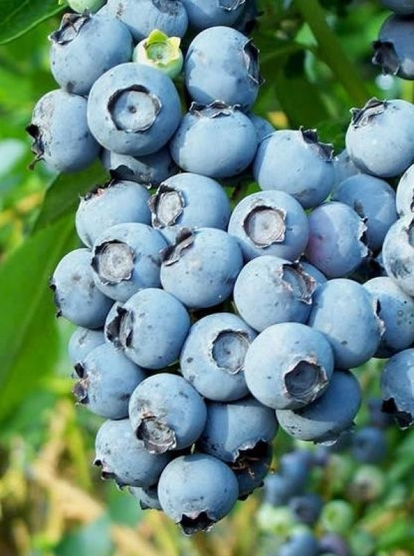 Klimplant Vaccinium corymbosum 'Brigitta Blue' (Blauwe bes) -