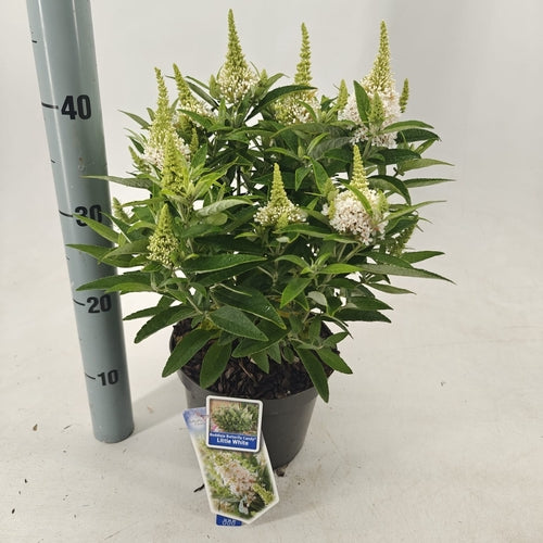 Vlinderstruik (Buddleja davidii Butterfly Candy® Little White) - Vlinderstruik