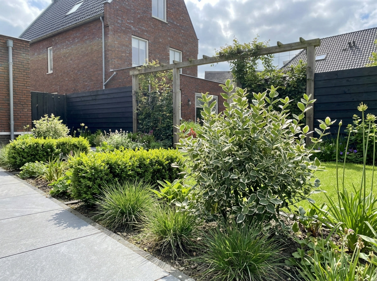 Chapeau de cardinal (Euonymus fortunei 'Emerald Gaiety')
