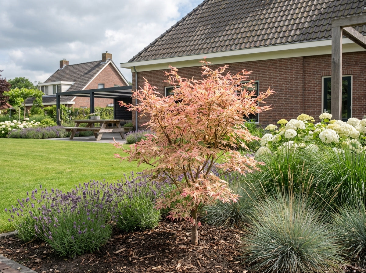Japanse Esdoorn (Acer palmatum 'Butterfly') - Japanse Esdoorn