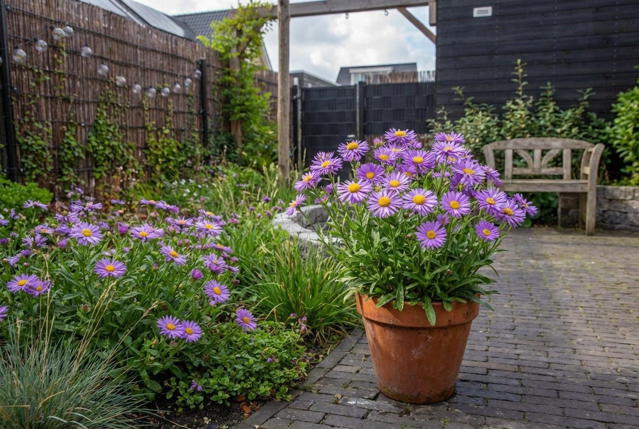 Aster nain (Aster alpinus 'Dunkle Schone')