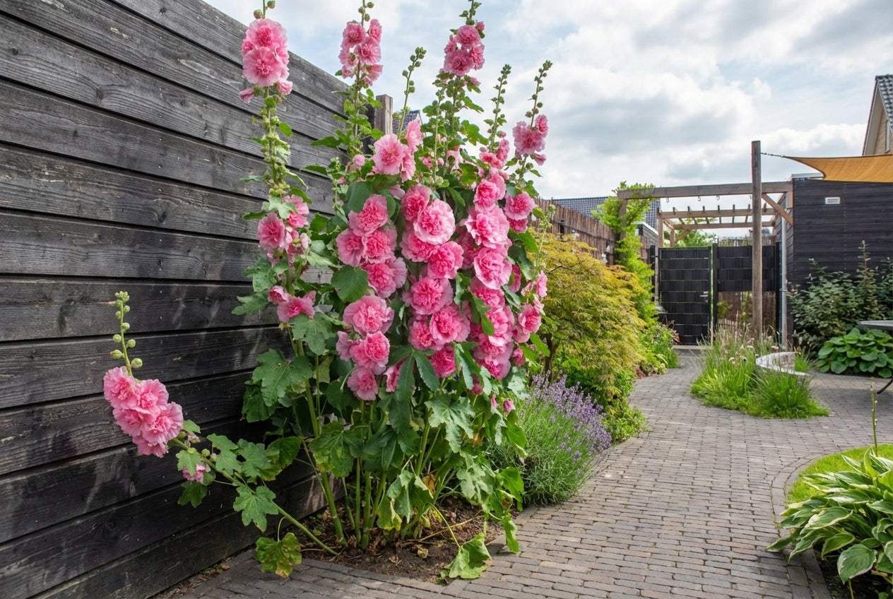Rose trémière (Alcea rosea 'Roseum')