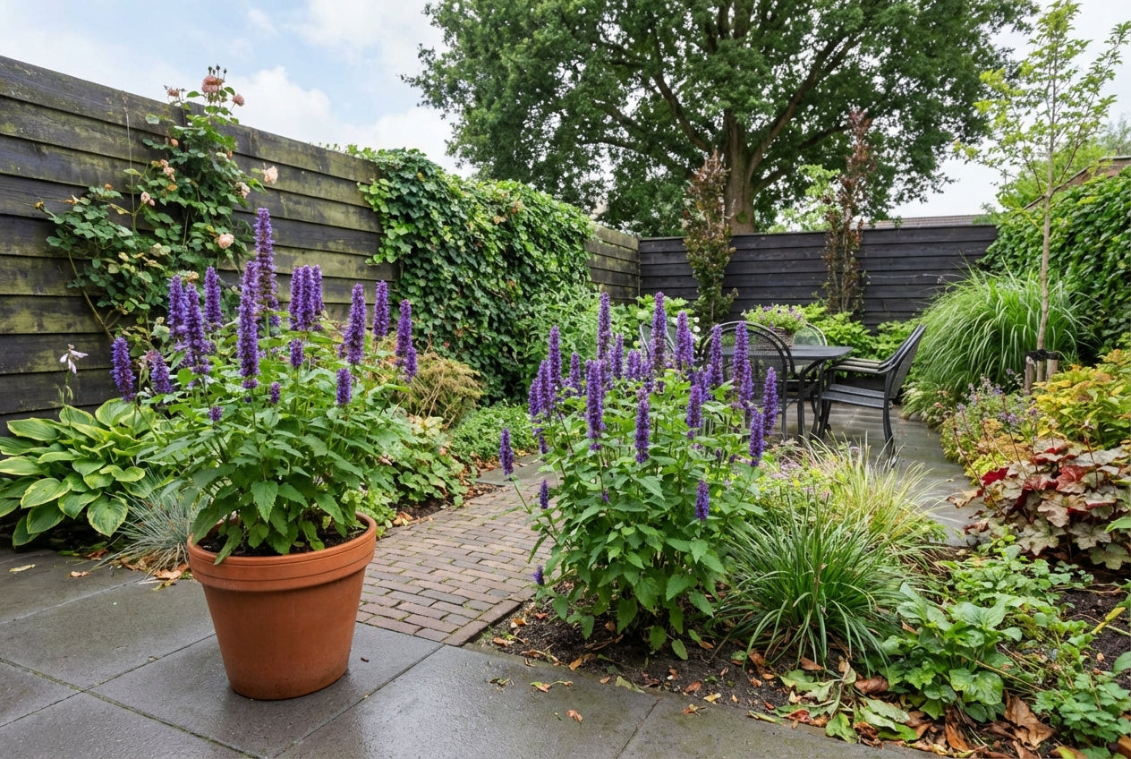 Dropplant (Agastache 'Blue Boa') - Tuinplanten