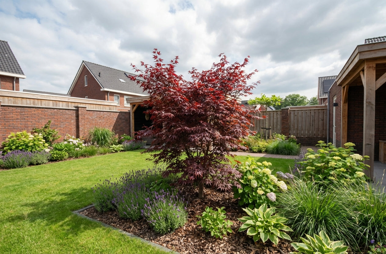 Érable du Japon (Acer palmatum 'Trompenburg')