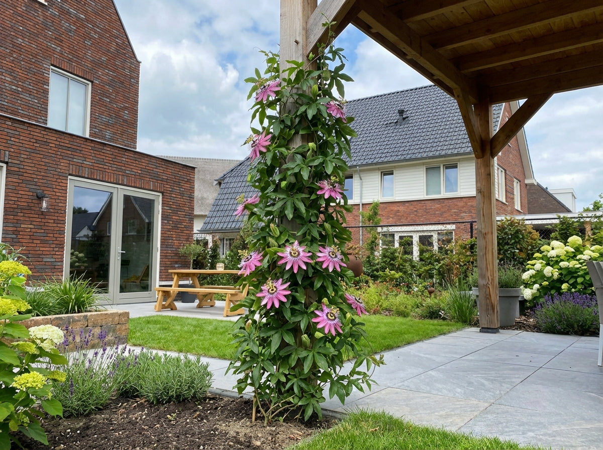Klimplant Passiflora Victoria (passiebloem) - Klimplanten
