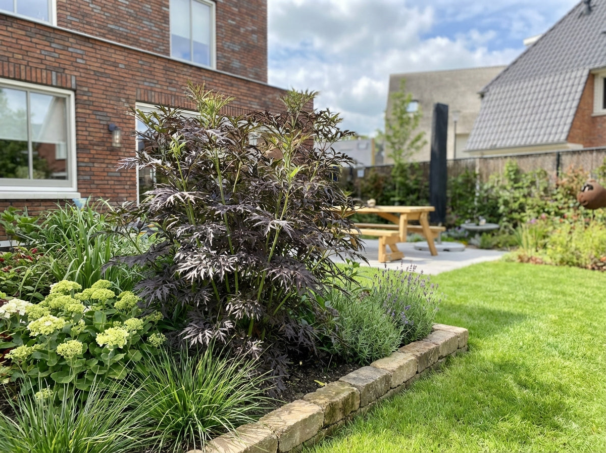 Sureau (Sambucus nigra Serenade'®)