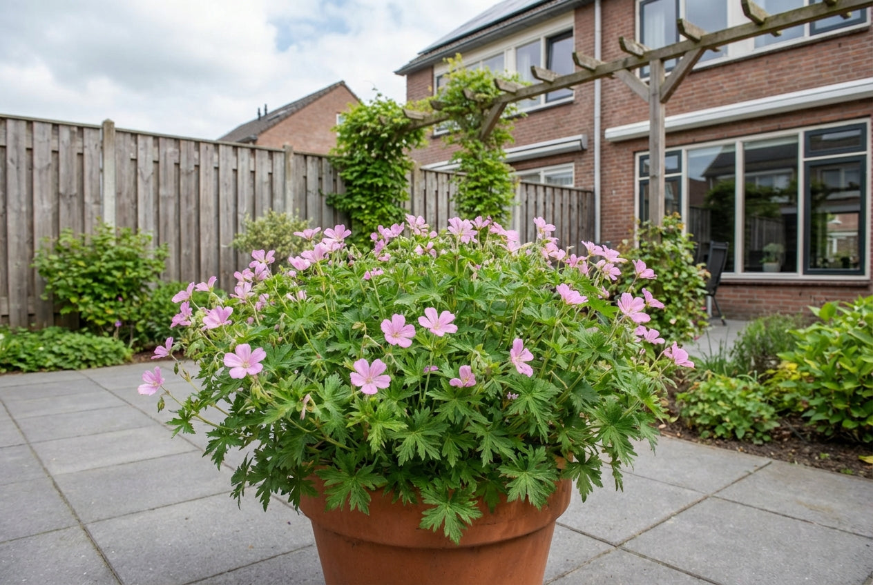 Ooievaarsbek (Geranium endressii 'Wargrave Pink') - Tuinplanten