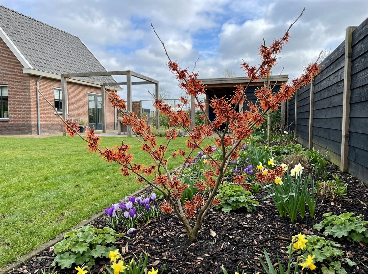 Toverhazelaar (Hamamelis intermedia 'Feuerzauber') - Heesters