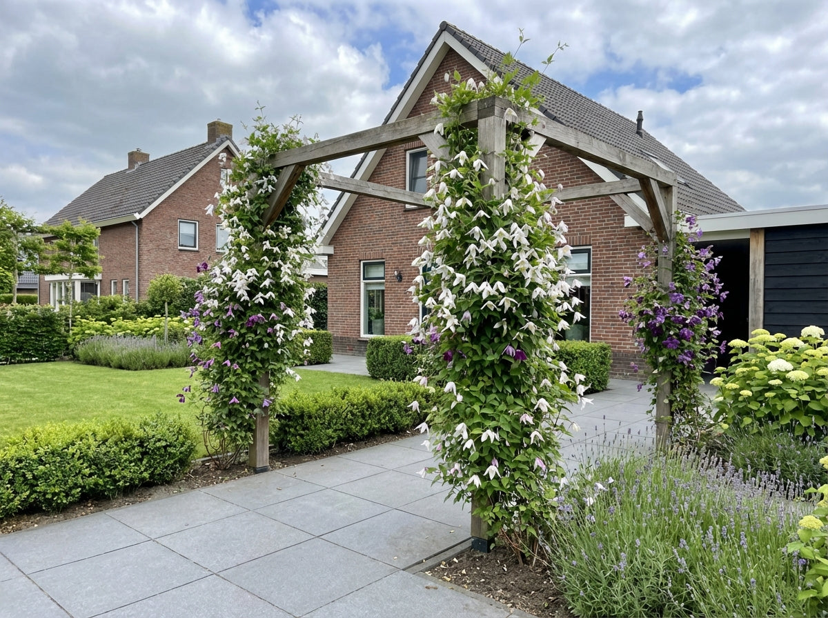 Klimplant Clematis alp. Willy (Bosrank) - Klimplanten