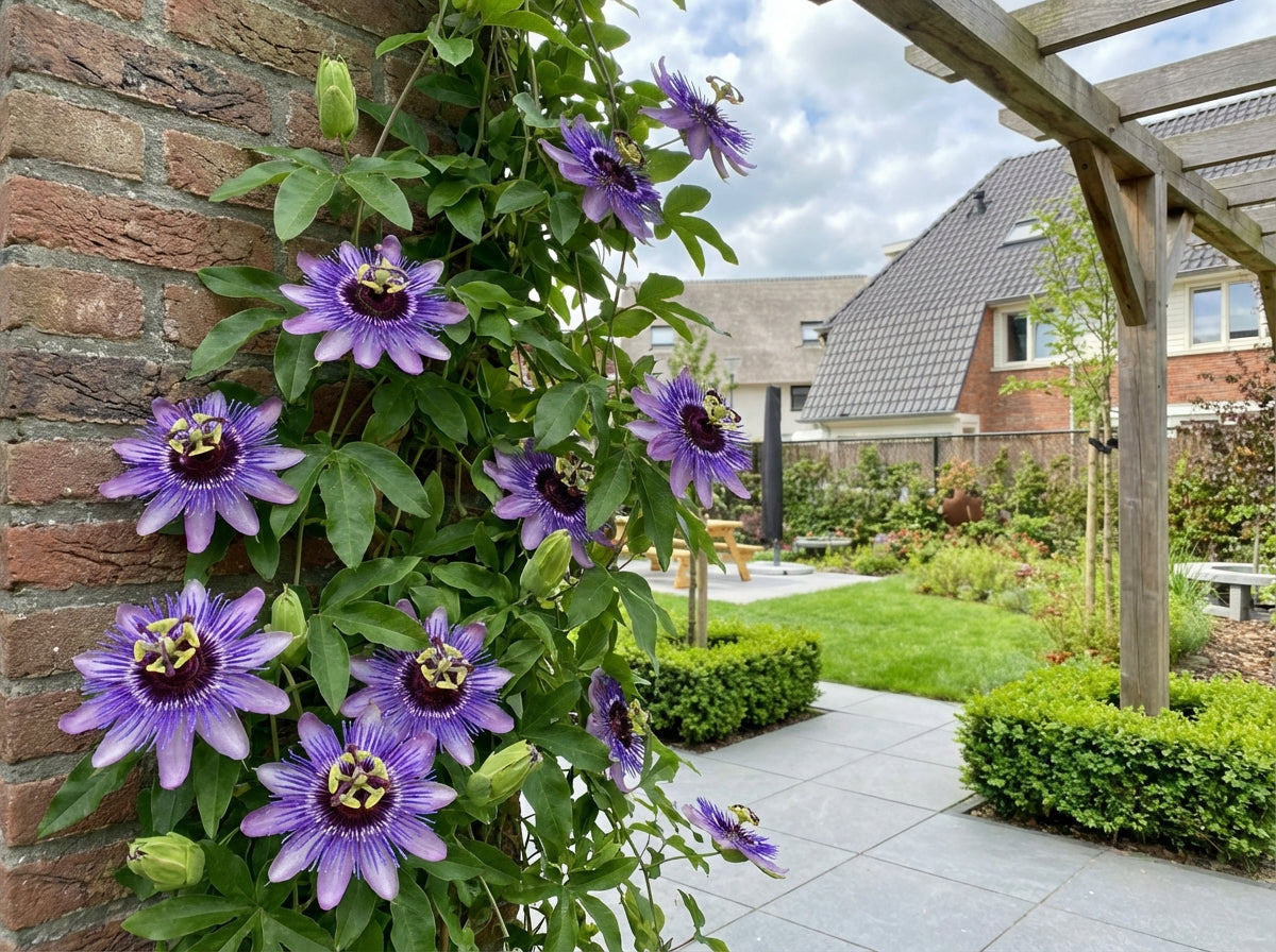 Klimplant Passiflora Purple Haze (passiebloem) - Klimplanten