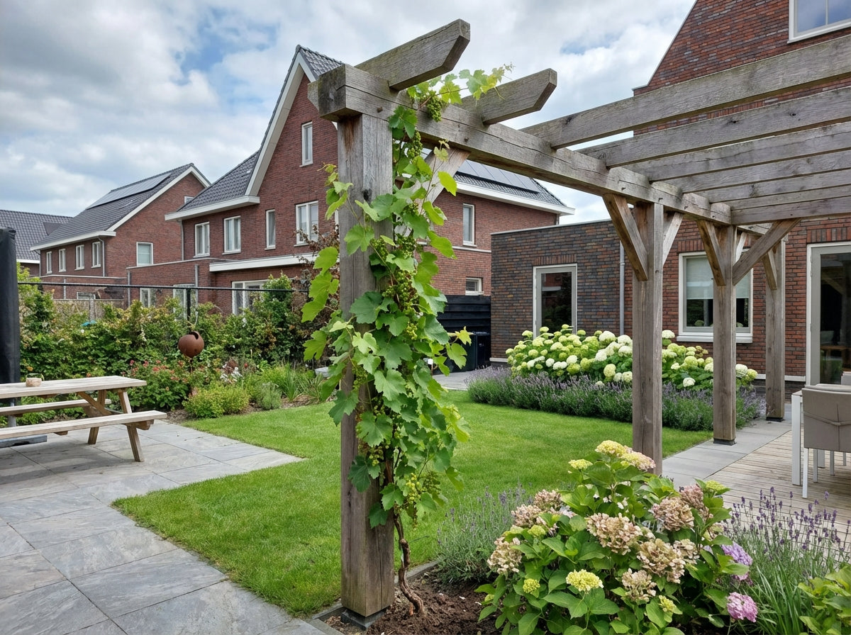 Klimplant Vitis Bianca (druif) - Klimplanten