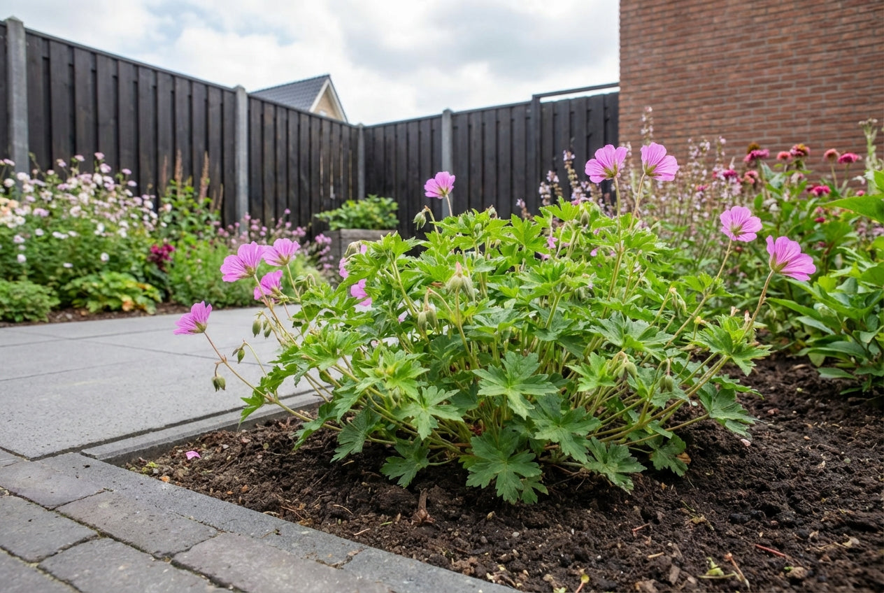 Géranium 'Pink Penny' (Géranium à bec de grue)