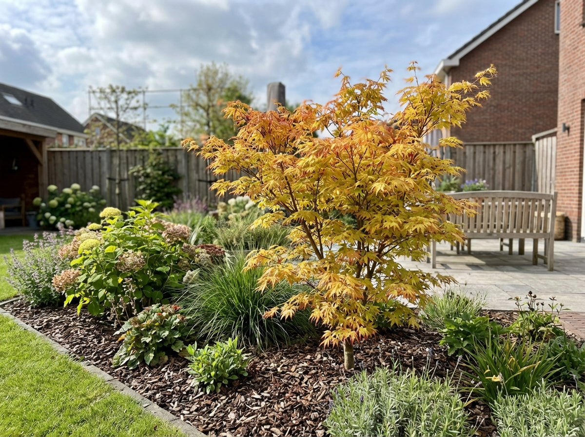 Japanse Esdoorn (Acer palmatum 'Orange Dream') - Japanse Esdoorn