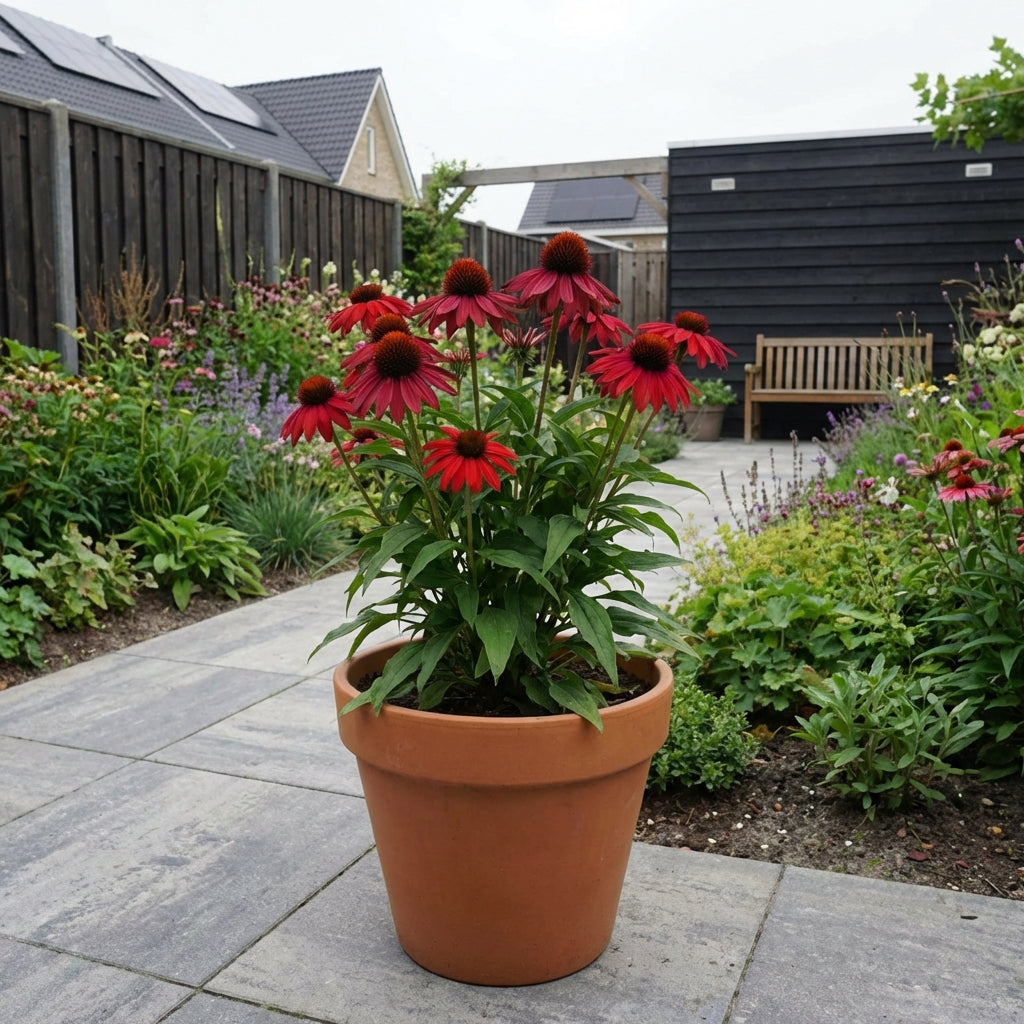 Échinacée (Echinacea 'Lokota Red')