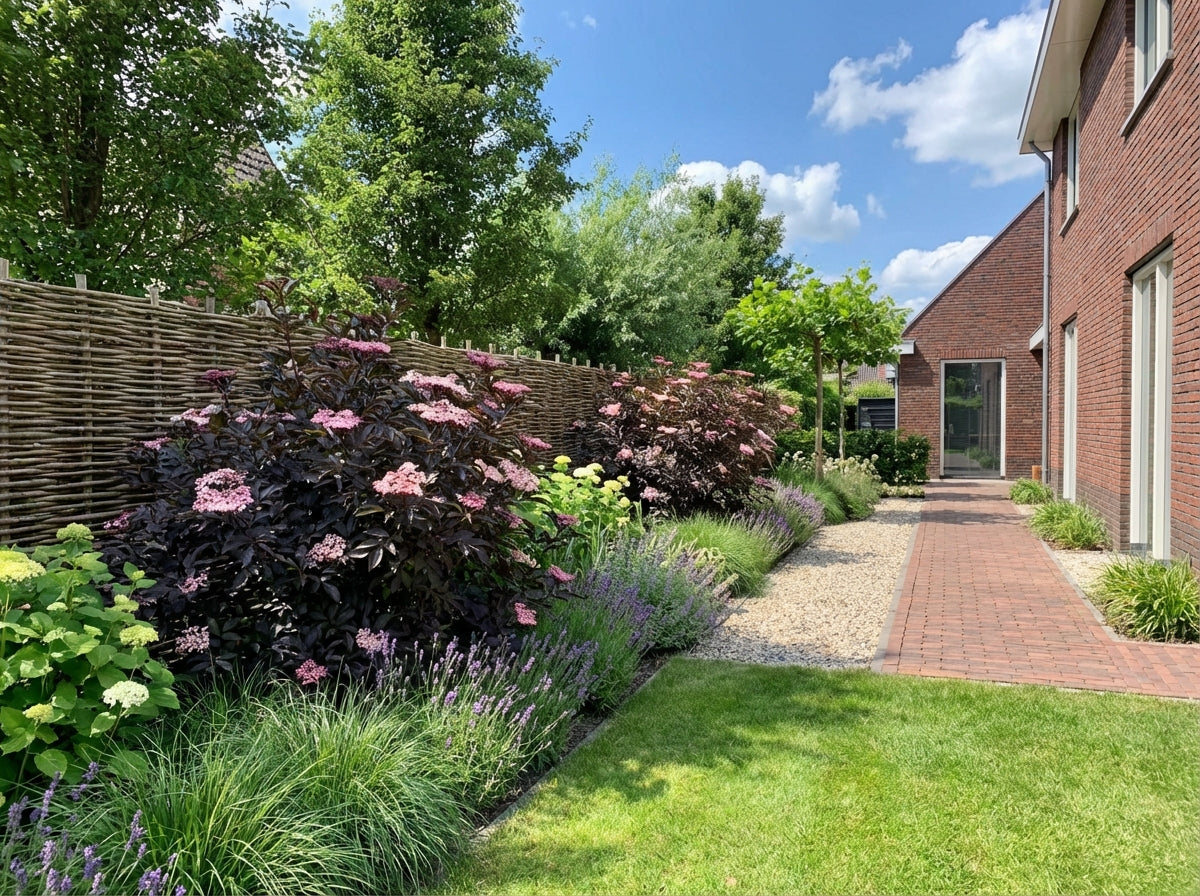 Sureau noir (Sambucus nigra Black Tower)