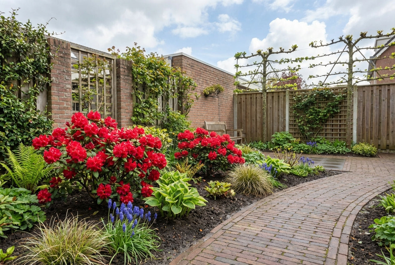Rhododendron (Rhododendron forrestii 'Scarlet Wonder') - Rhododendron