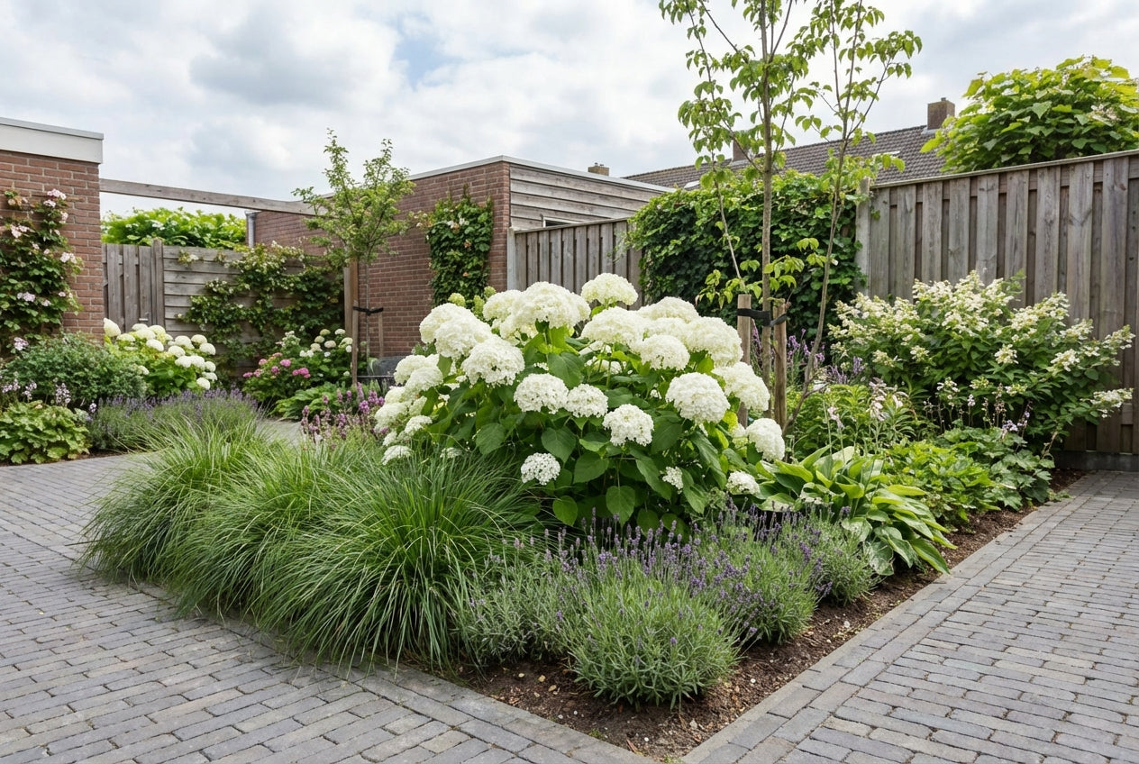 Hortensia (Hydrangea arborescens ‘Annabelle’ ) - Hortensia