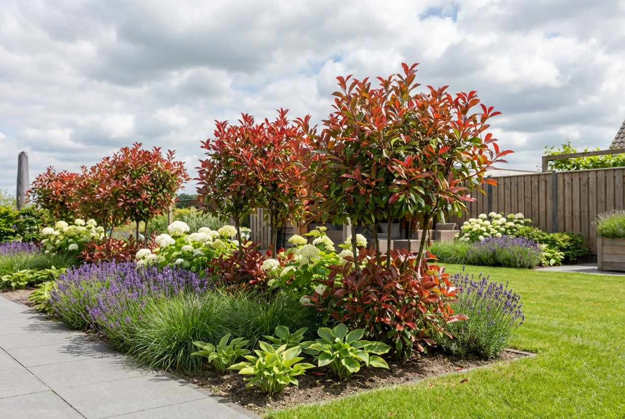 Néflier brillant (Photinia fraseri Louise)