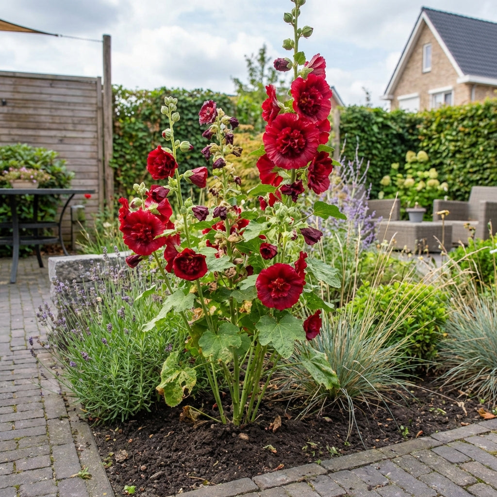 Stokroos (Alcea rosea 'Rubrum') - Tuinplanten