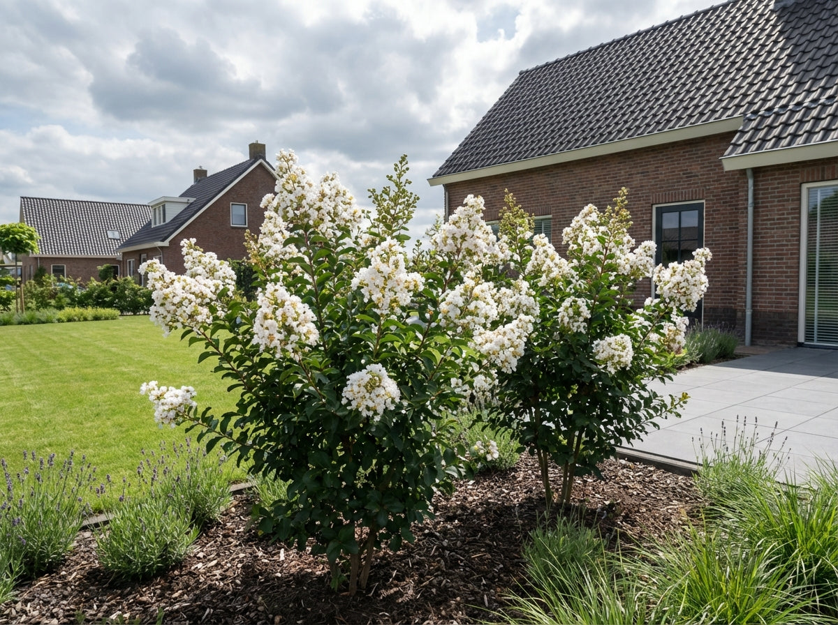 Lagerstroemia (Lagerstroemia indica With Love Virgin)
