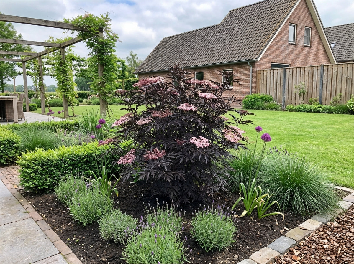 Sureau noir (Sambucus nigra Black Lace)