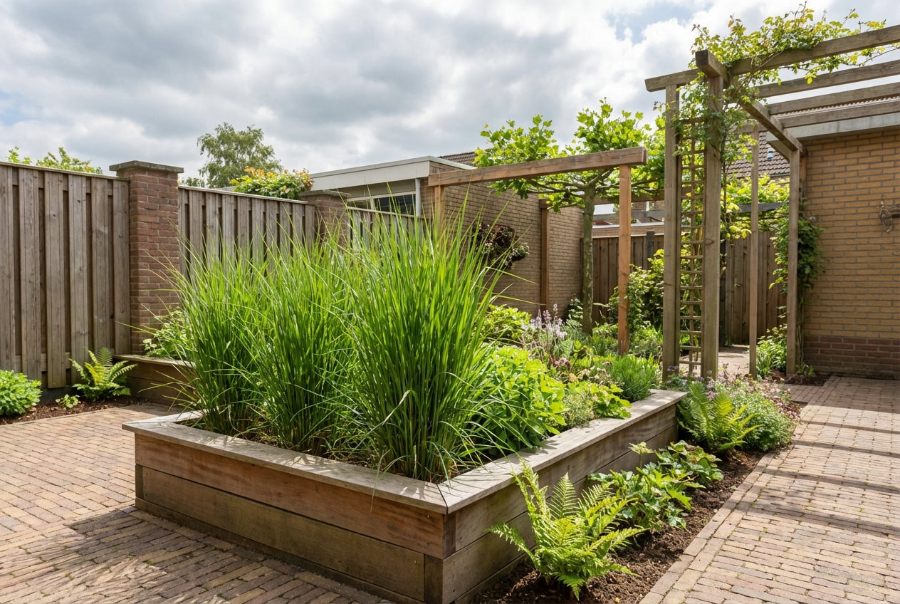 Struisriet (Calamagrostis 'Karl Foerster') - Struisriet