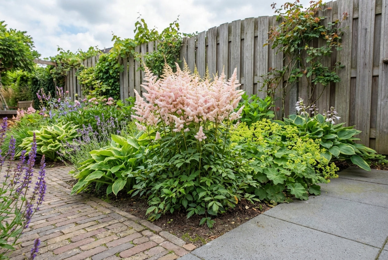 Spirea (Astilbe (J) ‘Europa’) - Tuinplanten
